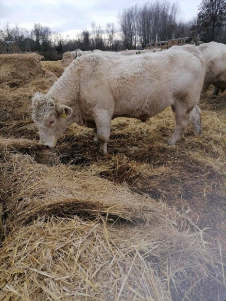 Fiatal Charolais tenyszbika elad