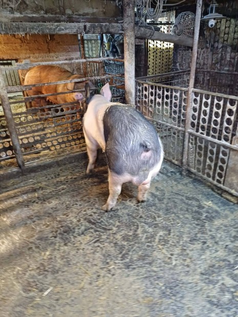 Fiatal akt�v kan elad�!