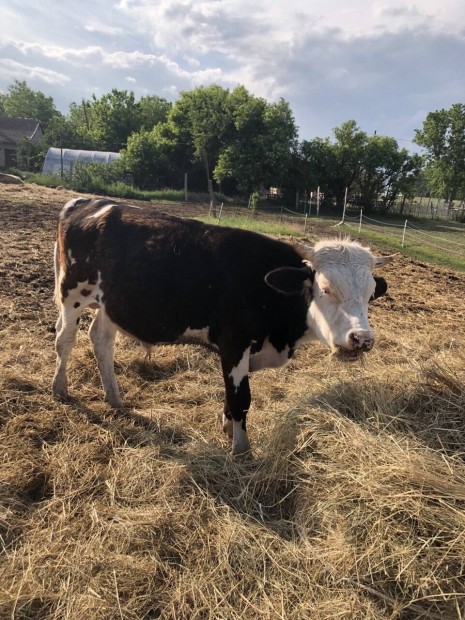 Fiatal bika Holstein friz / magyar tarka