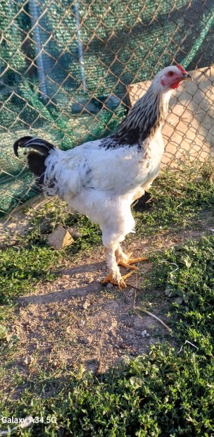 Fiatal columbian brahma kakas 