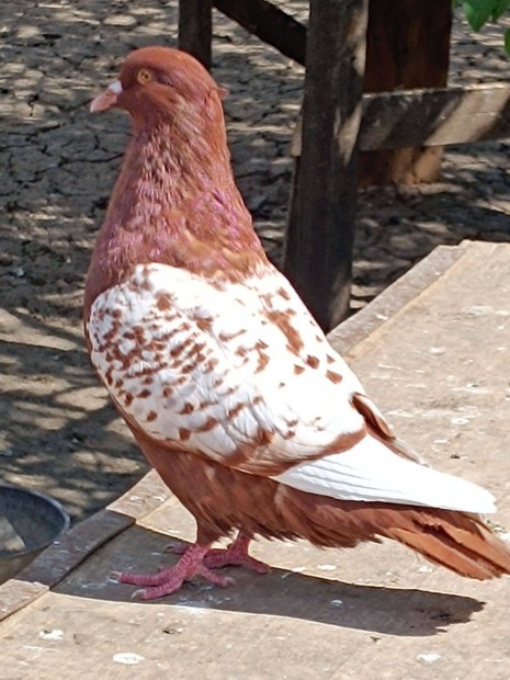 Fiatal galambok eladk