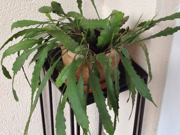 Fiatal kaktusz "Opuntia" kontnernvny