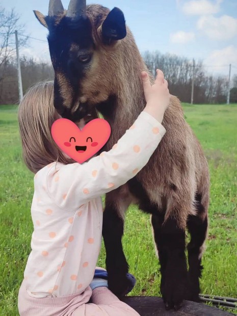 Fiatal kezes alpesi bakkecske