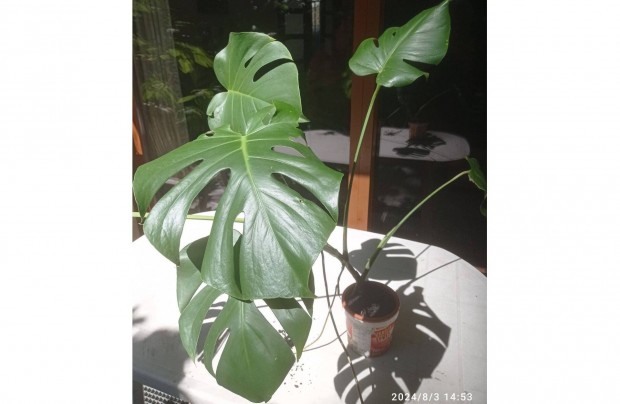 Fiatal monstera t elad a II. kerletben