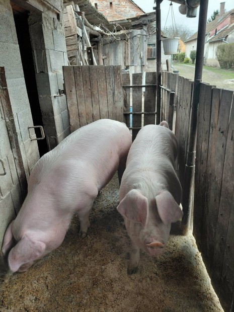 Fiatal t�pmentes h�z�k elad�k