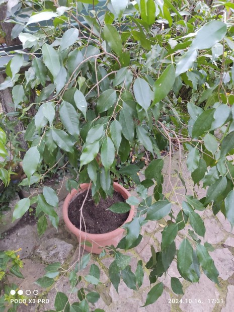 Ficus 2 m- es,1.5 m- es 