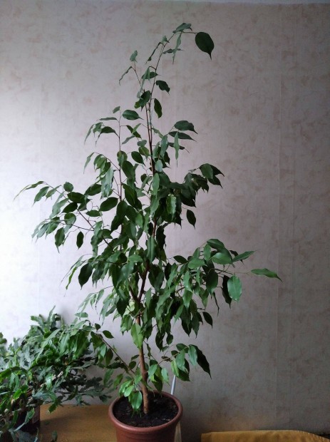 Ficus Banjamina 120 cm elad