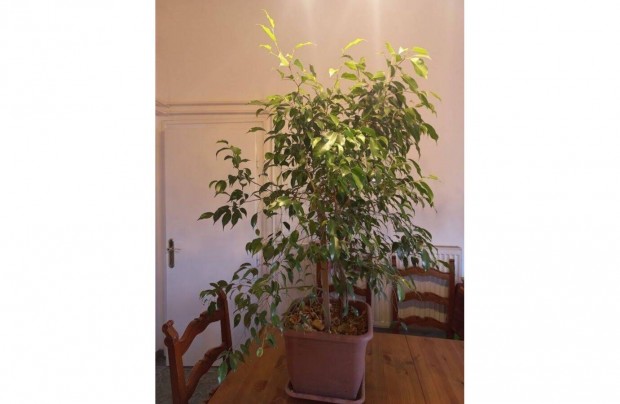 Ficus Benjamin 130 cm