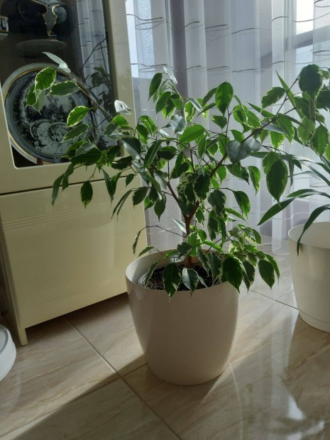 Ficus Benjamin