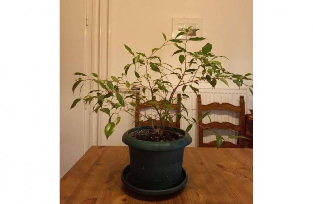 Ficus Benjamin 54 cm