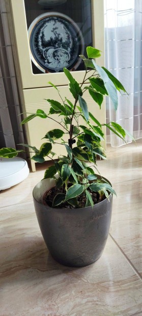 Ficus Benjamin, Fikusz Benjamin