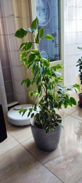 Ficus Benjamin, fikusz benjamin