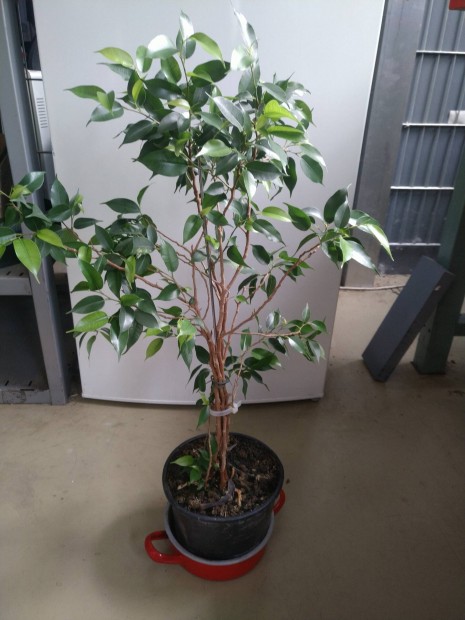 Ficus Benjamin elad 