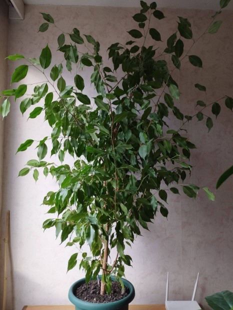 Ficus Benjamina 140 cm elad