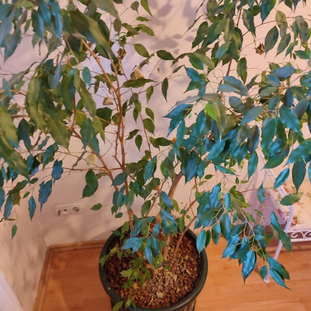 Ficus Benjamina 170 cm magas 