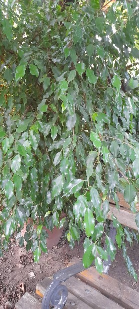 Ficus Benjamina