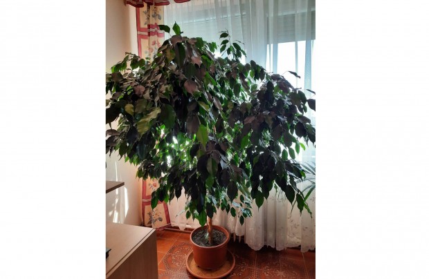 Ficus Benjamina elad, nagy