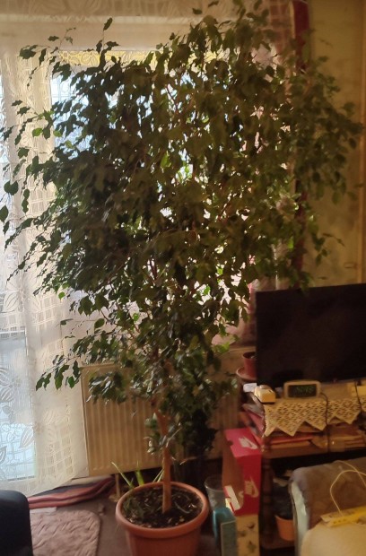 Ficus Benjamina tbb mint 2 mter elad