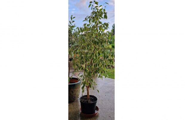 Ficus Benjamina variegata elad