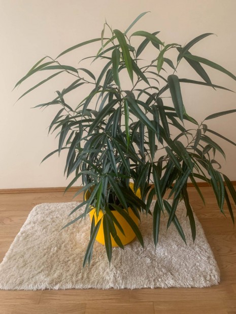 Ficus Binnendykii