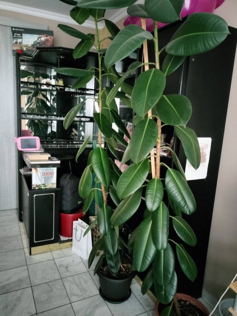 Ficus Elastica (szobafikusz) elad