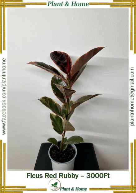 Ficus Red Rubby