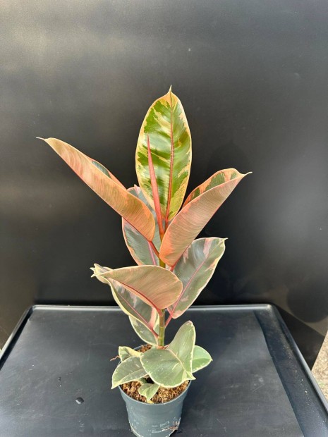 Ficus Robusta Ruby