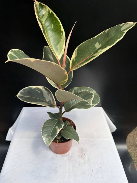 Ficus Robusta Tineke