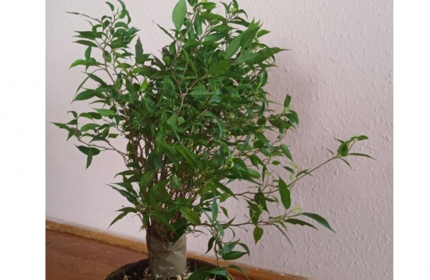 Ficus, fikusz elad