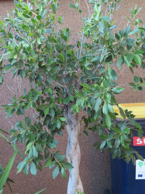 Ficus benjamika kis fa szobba