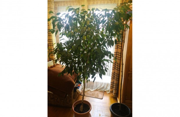 Ficus benjamin (kislevel ficus) szobanvny