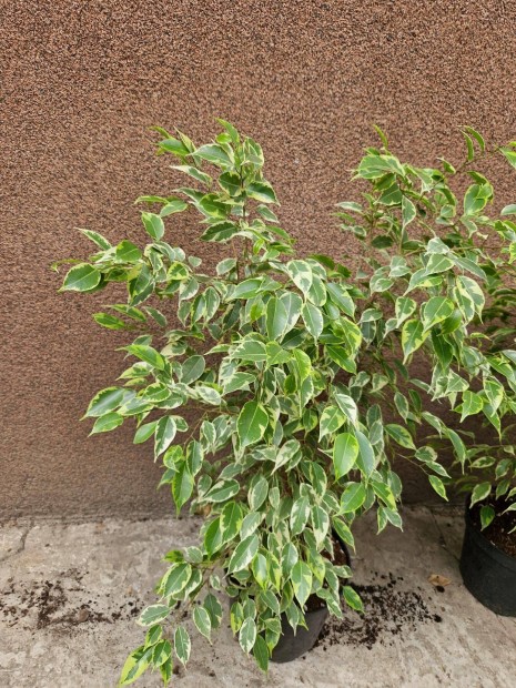 Ficus benjamina 'Golden King'