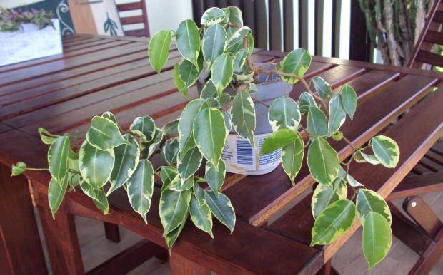 Ficus benjamina 'Variegata'