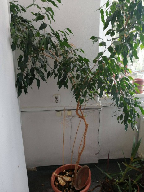 Ficus benjamina elad