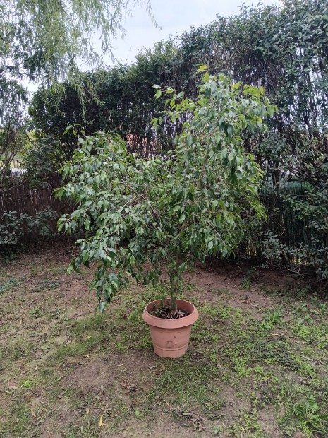 Ficus benjamina elad 