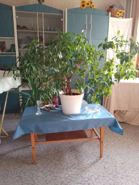 Ficus benjamina szobanvny. 90 cm magas, 128 cm szles. Szllts a v