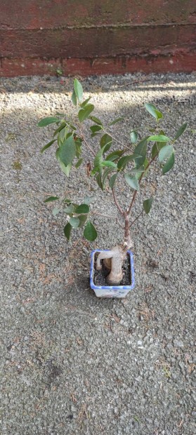 Ficus bonsai elad