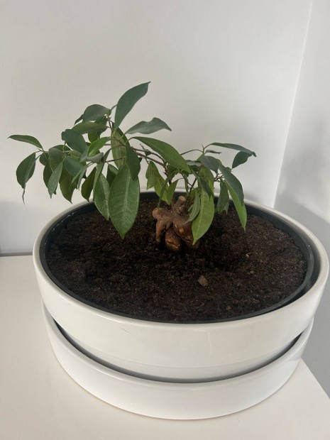 Ficus bonsai nagy mret kaspban