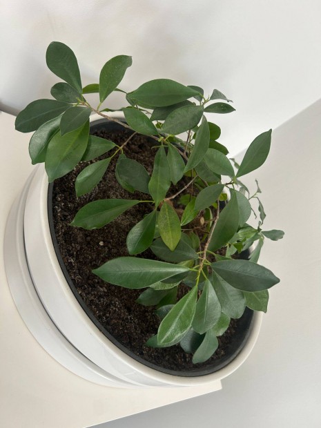 Ficus bonsai nagy mret kaspban