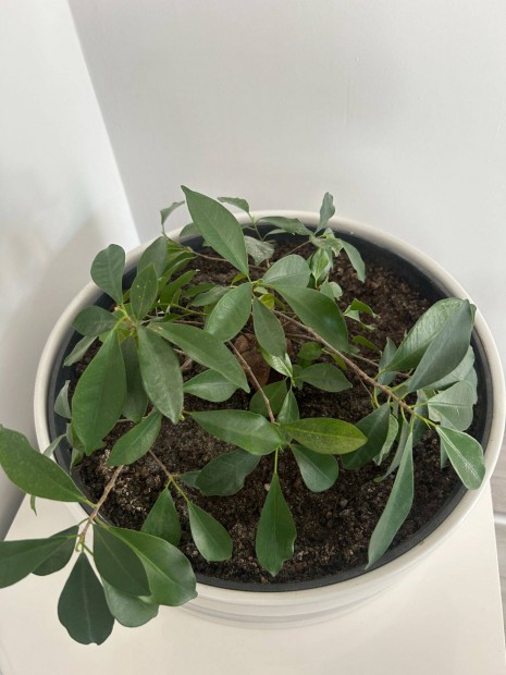 Ficus bonsai nagy mret kaspban