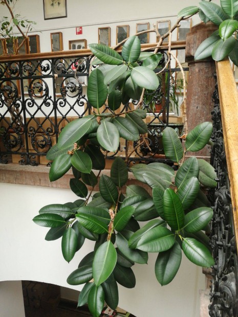 Ficus elastica