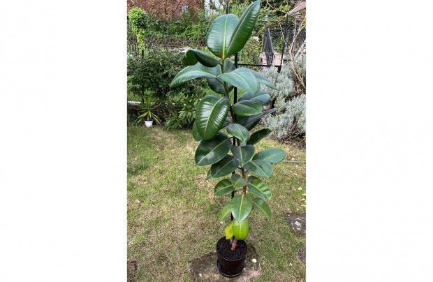 Ficus elastica