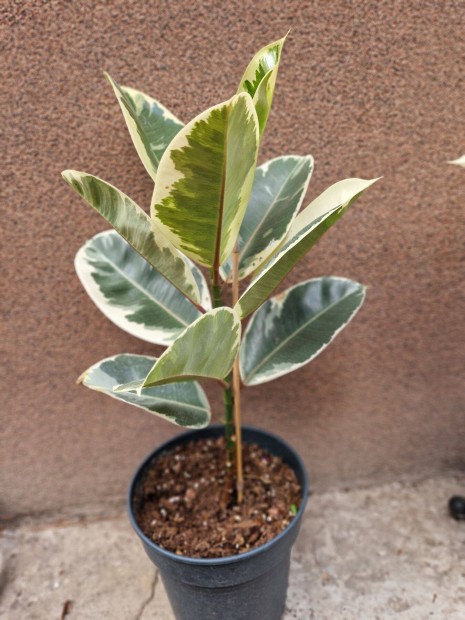 Ficus elastica 'Tineke' - tarka level szobatiszta