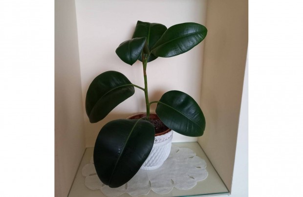 Ficus elegant (szobaficus) eladó