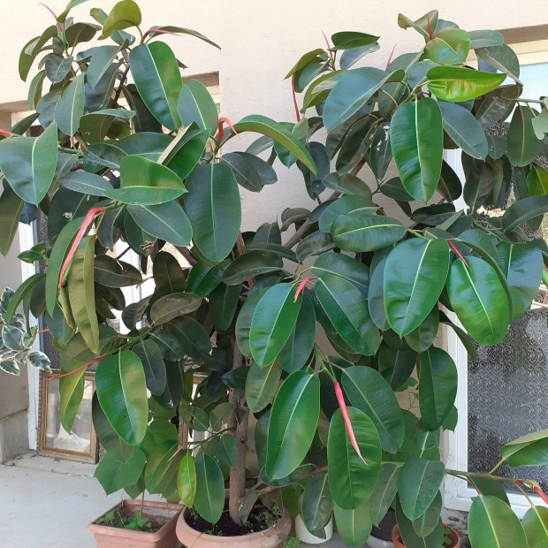 Ficus fikusz nvny