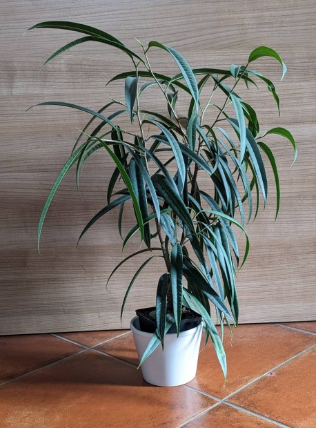 Ficus longifolia 60 cm magas