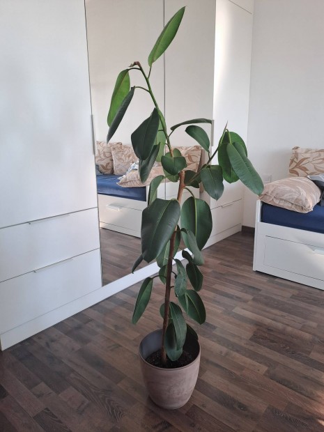 Ficus lyrata, plma, fikusz