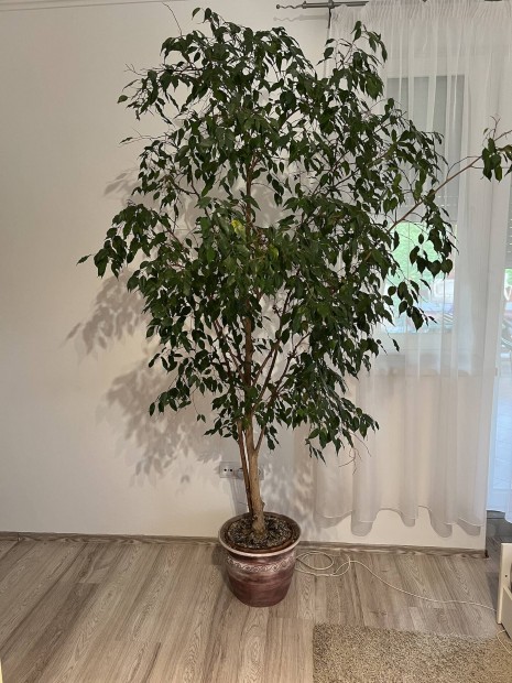 Ficus szobanvny