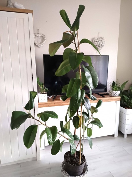 Ficus virg elad