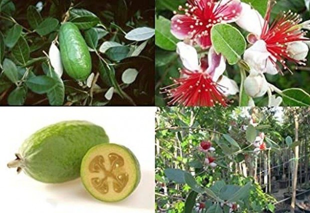 Fidzsoa, ananszguava, mirtuszdi, mirtuszfge, brazilguava (Acca)